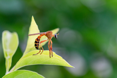 蜜蜂微距生态摄影
