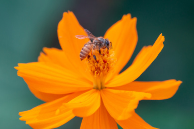 蜜蜂微距生态摄影