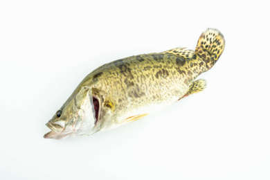 一条鲜活的桂鱼