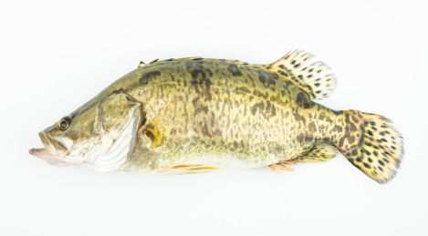 一条鲜活的桂鱼