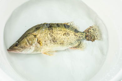 一条鲜活的桂鱼