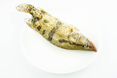 一条鲜活的桂鱼