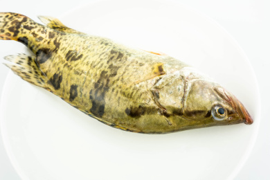 一条鲜活的桂鱼