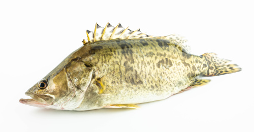 一条鲜活的桂鱼