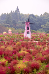 武汉东湖马鞍山森林公园地肤草