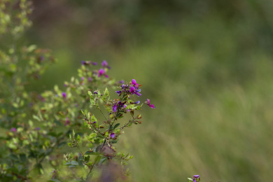 山里生长的粉紫色野花葫枝子