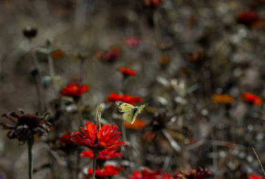 蝴蝶