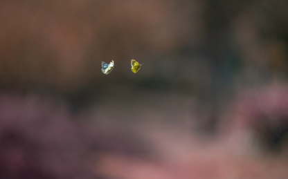 蝴蝶