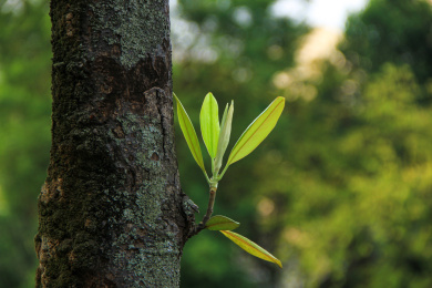 树干上长出的嫩芽叶片