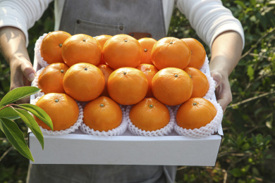 礼盒里装着沃柑