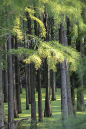 水中水杉树及浮萍