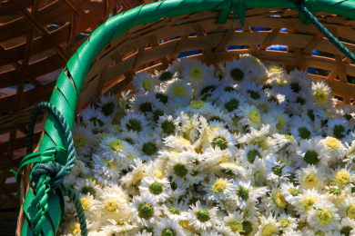 白菊,White Chrysanthem