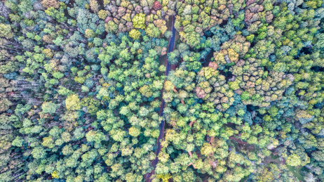秋天秋季森林里的道路马路