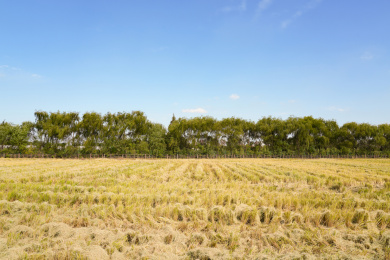 收割后的稻田