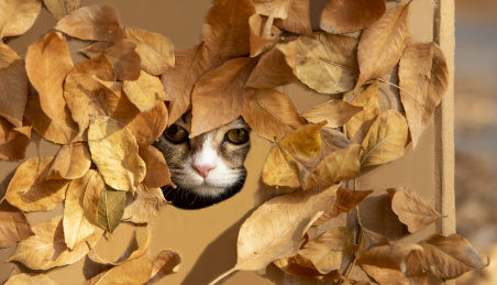 可爱的小猫咪在秋季的公园