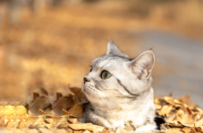 可爱的虎斑猫在秋季的公园里