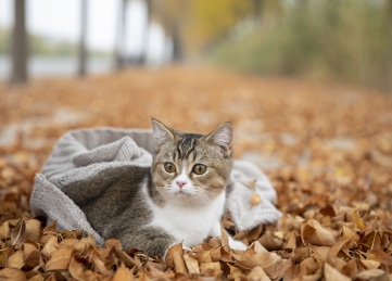 可爱的小猫咪在秋季的公园