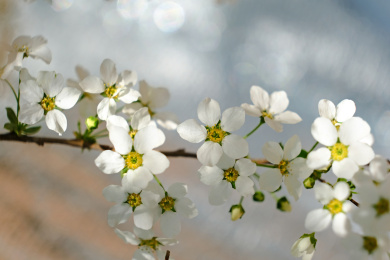 充满生机的春日小景（珍珠绣线菊）