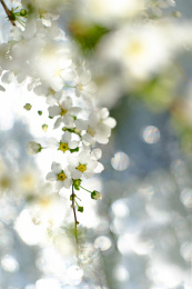 梦幻春日小花（珍珠绣线菊）