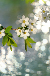 充满生机的春日小景（珍珠绣线菊）