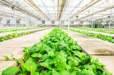 温室大棚种植的有机蔬菜