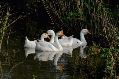 一群白鹅在池塘游泳