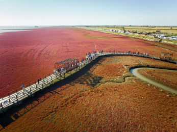 辽宁省盘锦市红海滩景区航拍图片