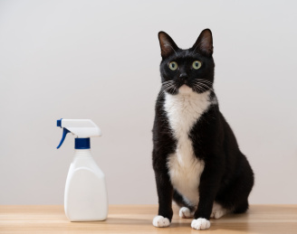 一只黑白奶牛猫