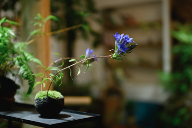 室内空间和花园里的绿色植物
