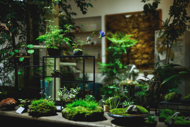 室内空间和花园里的绿色植物