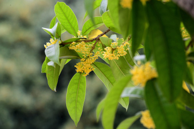 一夜秋风伴雨 桂花飘落满地金黄留余香