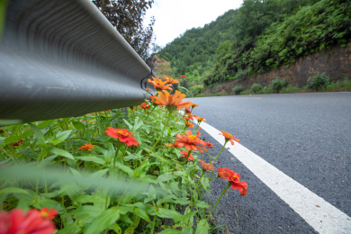 公路上种的花