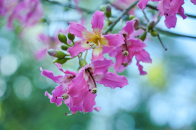 美丽异木棉花