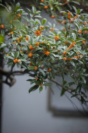 秋天桂花丹桂盛开