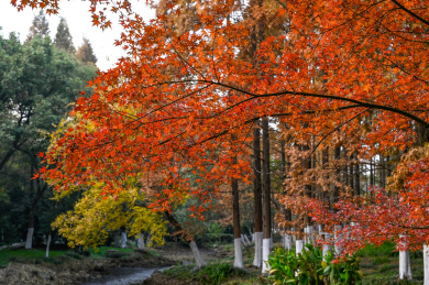 无锡市新洲生态园红枫