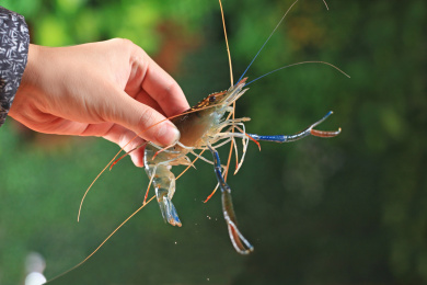 海鲜食材，鳌虾