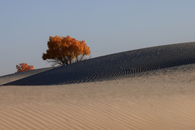 中国新疆南疆金秋沙漠胡杨