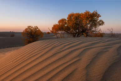 中国新疆南疆金秋沙漠胡杨