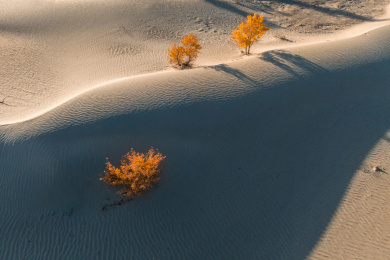 航拍中国新疆南疆秋季沙漠胡杨