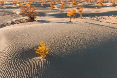 航拍中国新疆南疆秋季沙漠胡杨