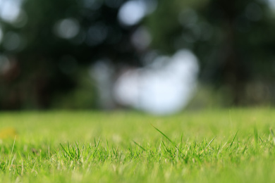 草地低角度特写背景