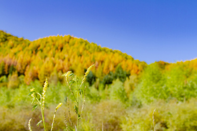 渭河源山谷秋色