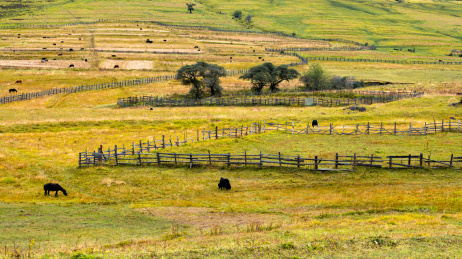 中国西藏林芝市鲁朗小镇高山牧场草原风景