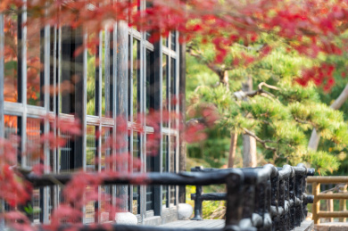上海嘉定松茗园秋天红枫风景