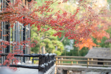 上海嘉定松茗园秋天红枫风景