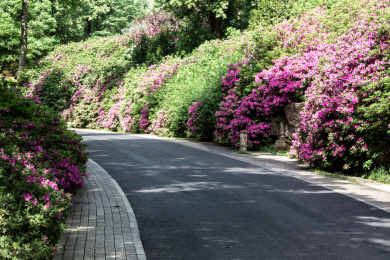 公园里的一条杜鹃花路