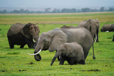 非洲肯尼亚大象