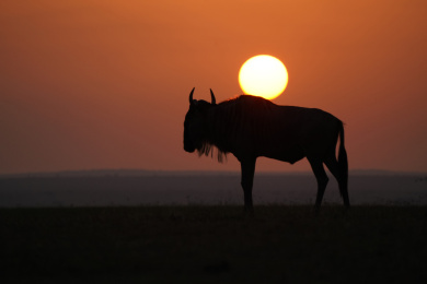 非洲肯尼亚落日下的角马