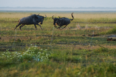 肯尼亚草原上争斗的角马