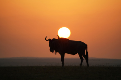 非洲肯尼亚落日下的角马